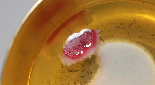 Cud eucharystyczny w Legnicy: Hostia z krwawą plamą w kielichu.